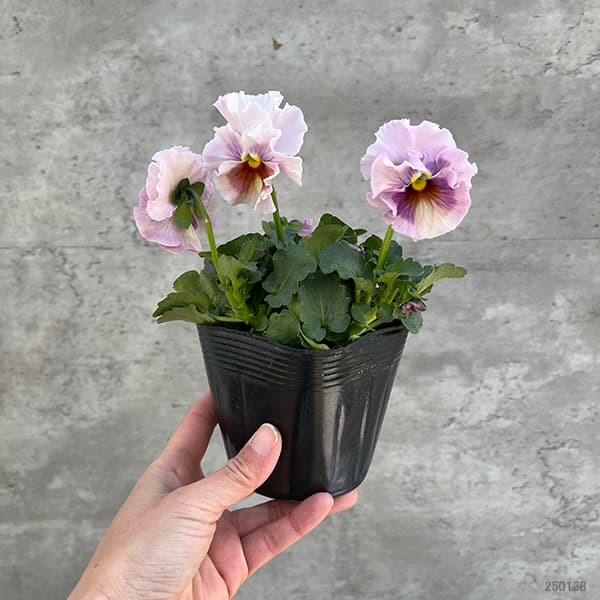 パンジー:高澤さんオリジナル試験品種フリル系3.5号ポット 6株セット