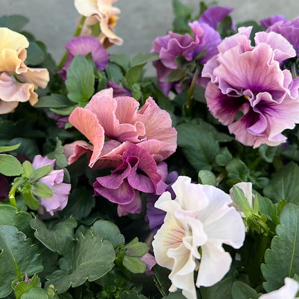 パンジー:高澤さんオリジナル試験品種フリル系3.5号ポット 6株セット