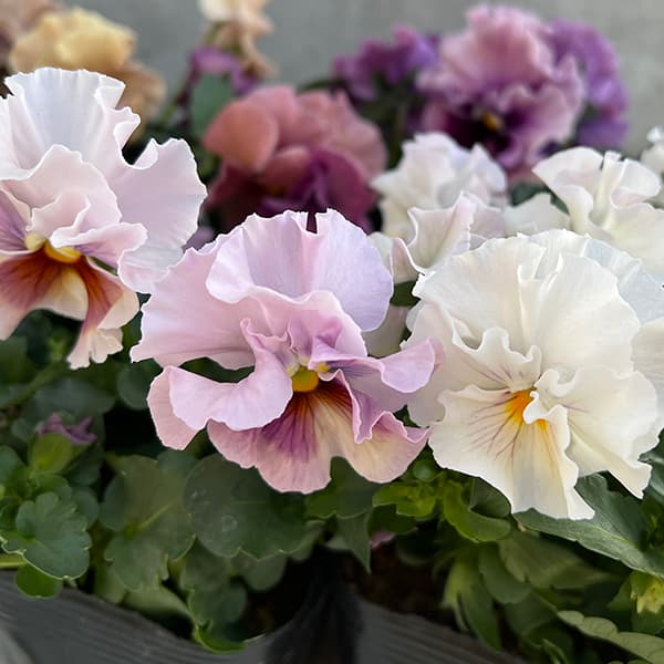 パンジー:高澤さんオリジナル試験品種フリル系3.5号ポット 6株セット