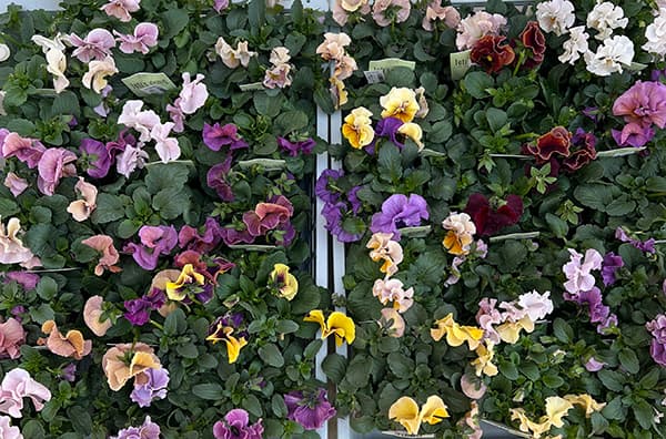 パンジー:高澤さんオリジナル試験品種フリル系3.5号ポット 6株セット