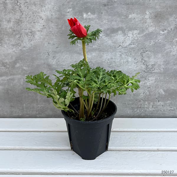 アネモネ：モナリザ ・レッド5号鉢植え
