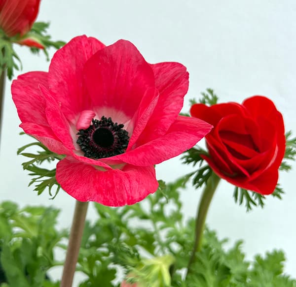 アネモネ：モナリザ ・レッド5号鉢植え