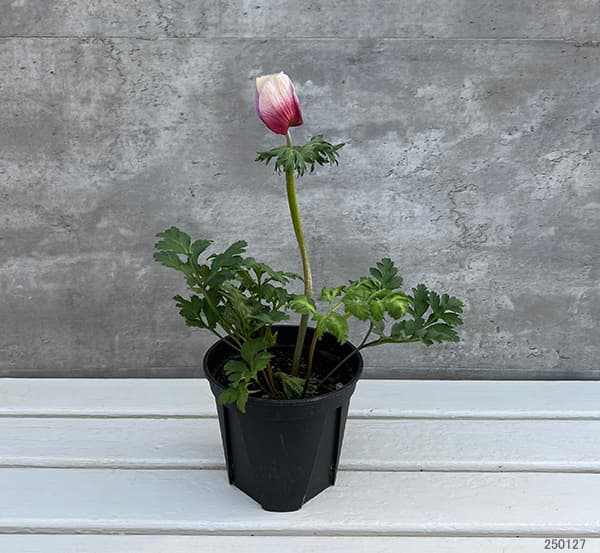 アネモネ:モナリザ ・ホワイトレッド5号鉢植え