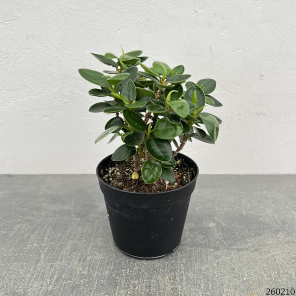 ガジュマル:パンダガジュマル 3.5号鉢植え(盆栽風仕立て)