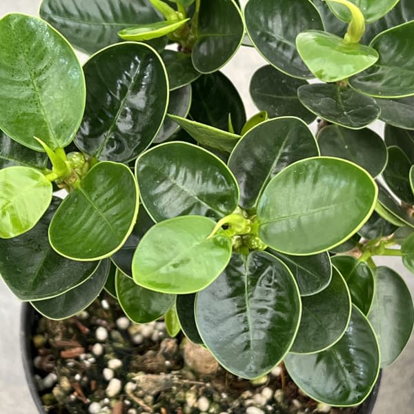 ガジュマル:パンダガジュマル 3.5号鉢植え(盆栽風仕立て)