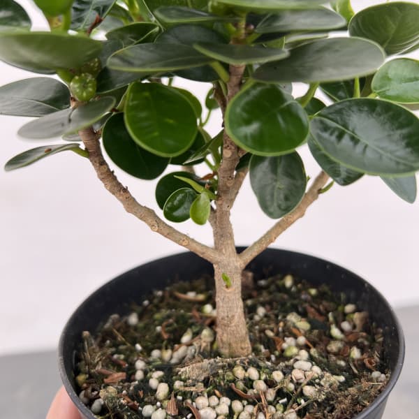 ガジュマル:パンダガジュマル 3.5号鉢植え(盆栽風仕立て)