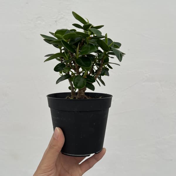 ガジュマル:パンダガジュマル 3.5号鉢植え(盆栽風仕立て)