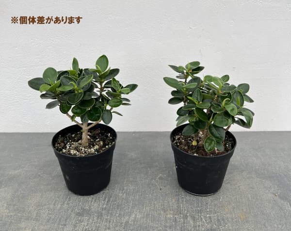 ガジュマル:パンダガジュマル 3.5号鉢植え(盆栽風仕立て)