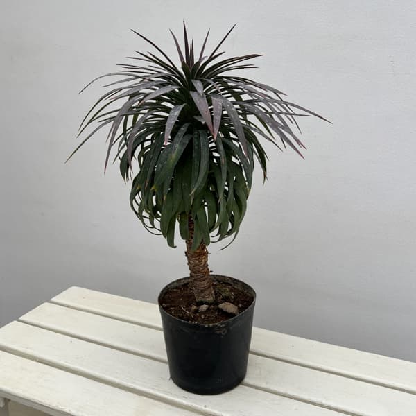 ユッカ：デスメティアーナ 6号ポット