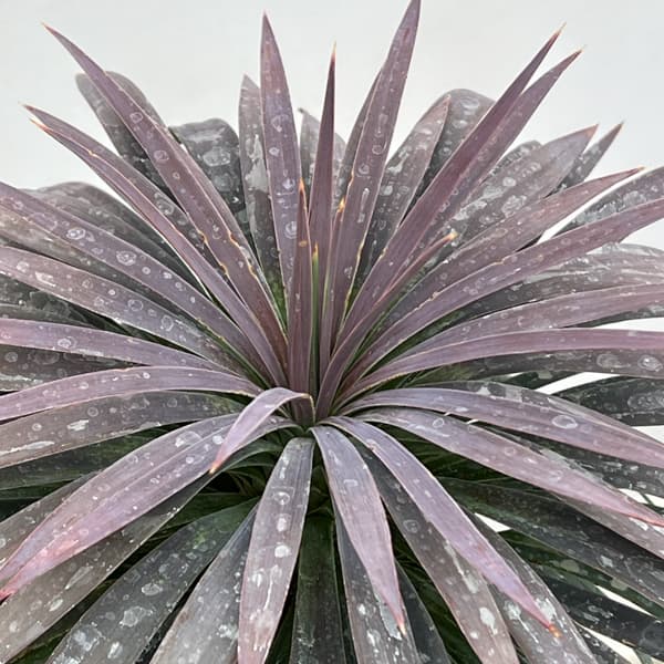 ユッカ：デスメティアーナ 6号ポット