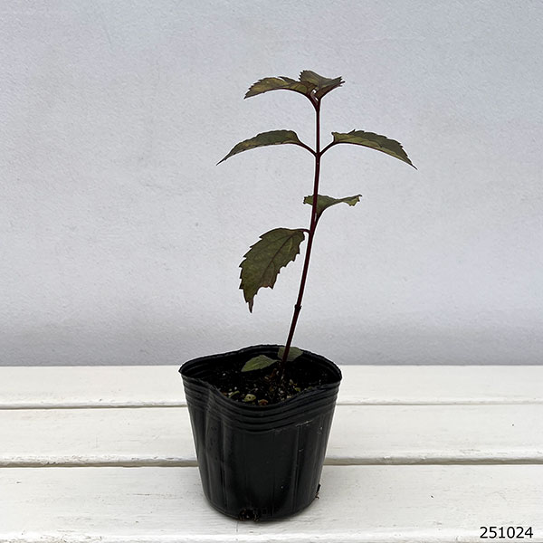 [26年3月中下旬予約]ヘリオプシス：ファイヤーツイスター3号ポット