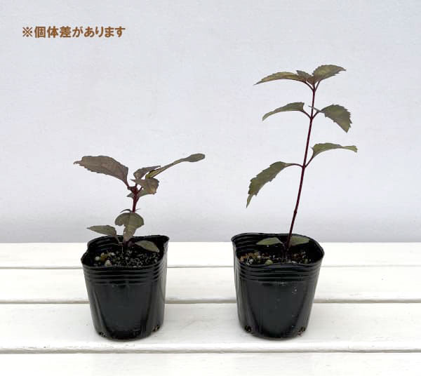 [26年3月中下旬予約]ヘリオプシス：ファイヤーツイスター3号ポット