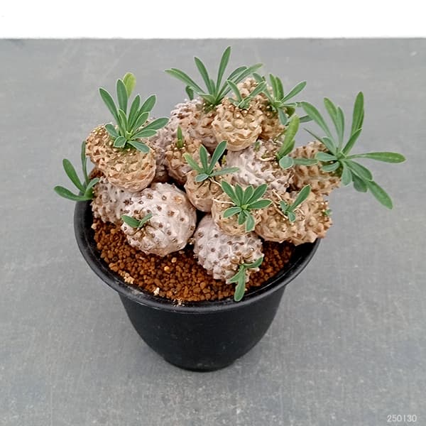 園芸ネット本店｜ユーフォルビア：ガビザン（子吹き） 3.5号鉢植え の