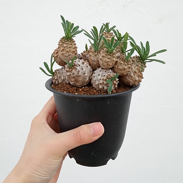 園芸ネット本店｜ユーフォルビア：ガビザン（子吹き） 3.5号鉢植え の