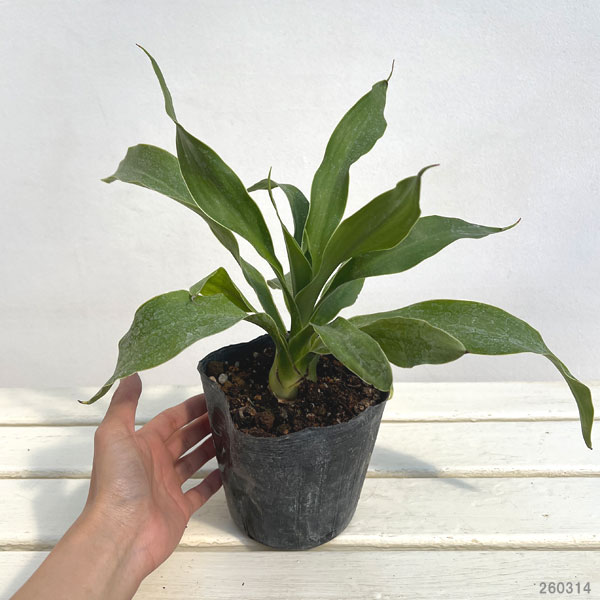 ドリアンテス：パルメリー4.5号ポット