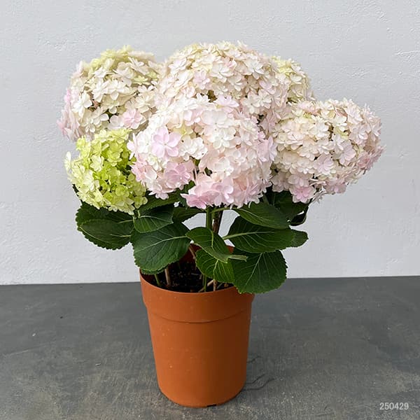 みおり様特別専用ページ　新鮮なアジサイの花房（ピンク・クリーム・緑） アジサイ：ミルフィオリ ピンク5号鉢植え の通販 | 園芸ネット