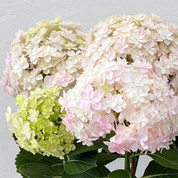 みおり様特別専用ページ　新鮮なアジサイの花房（ピンク・クリーム・緑） みおり様特別専用ページ 新鮮なアジサイの花房（ピンク・クリーム・緑）