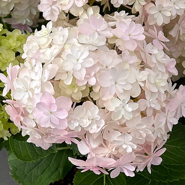 アジサイ：ミルフィオリ　ピンク5号鉢植え