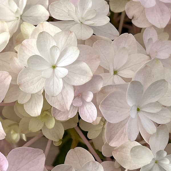 アジサイ：ミルフィオリ　ピンク5号鉢植え