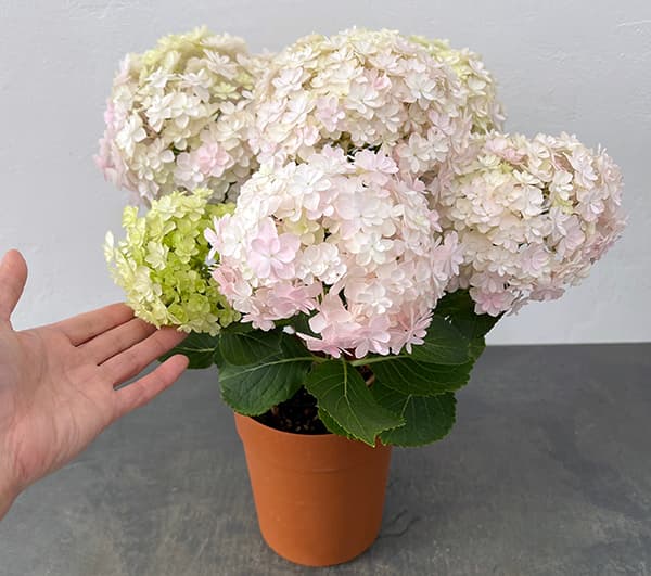 みおり様特別専用ページ　新鮮なアジサイの花房（ピンク・クリーム・緑） みおり様特別専用ページ 新鮮なアジサイの花房（ピンク・クリーム・緑）