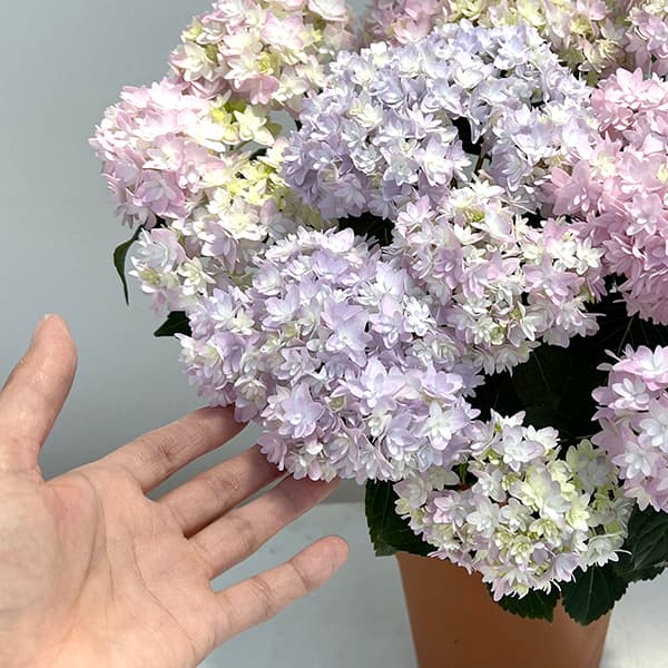 園芸ネット本店｜アジサイ：マシマロ ピンク5号鉢植え の通販【公式】