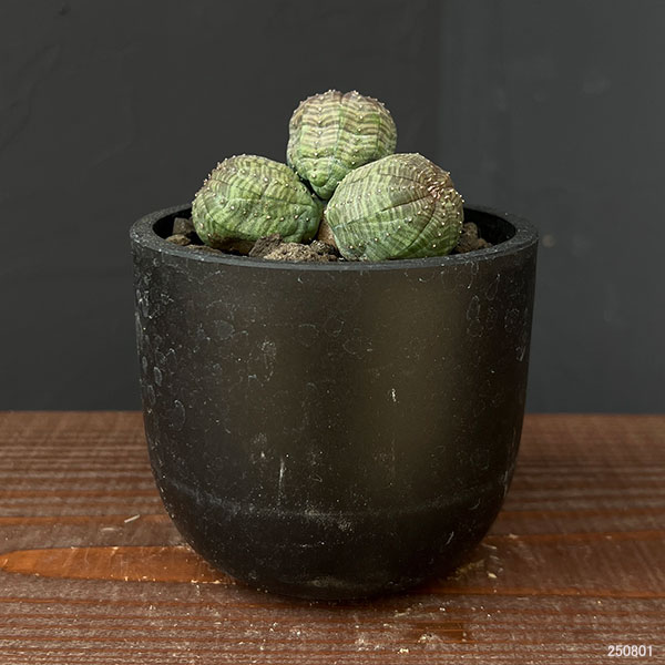 ユーフォルビア：オベサ（多頭）　2.5号鉢植え
