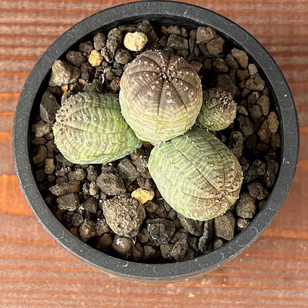 ユーフォルビア：オベサ（多頭）　2.5号鉢植え