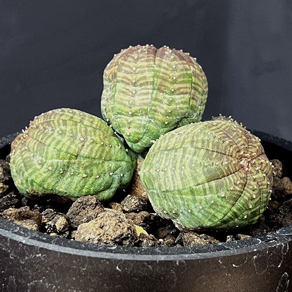 ユーフォルビア：オベサ（多頭）　2.5号鉢植え