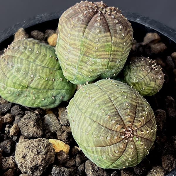 ユーフォルビア：オベサ（多頭）　2.5号鉢植え