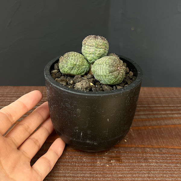 ユーフォルビア：オベサ（多頭）　2.5号鉢植え