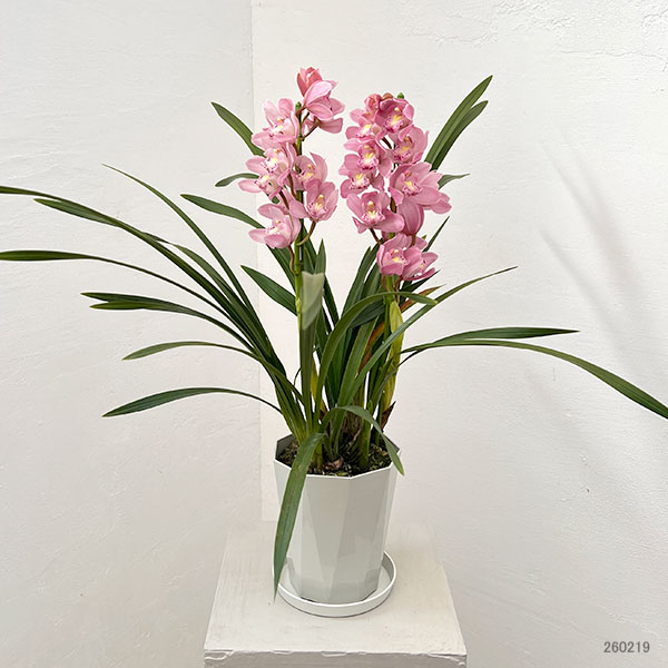 テーブルシンビジウム：サクラサク2本立ち　5号鉢植え（皿付き）