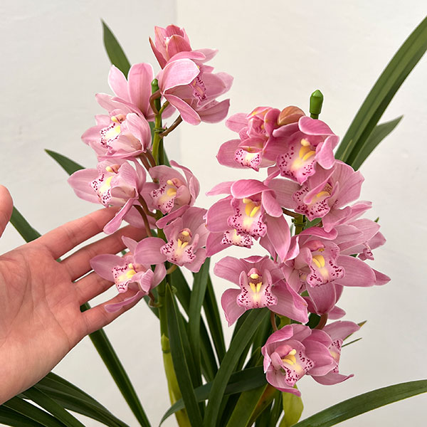 テーブルシンビジウム：サクラサク2本立ち　5号鉢植え（皿付き）