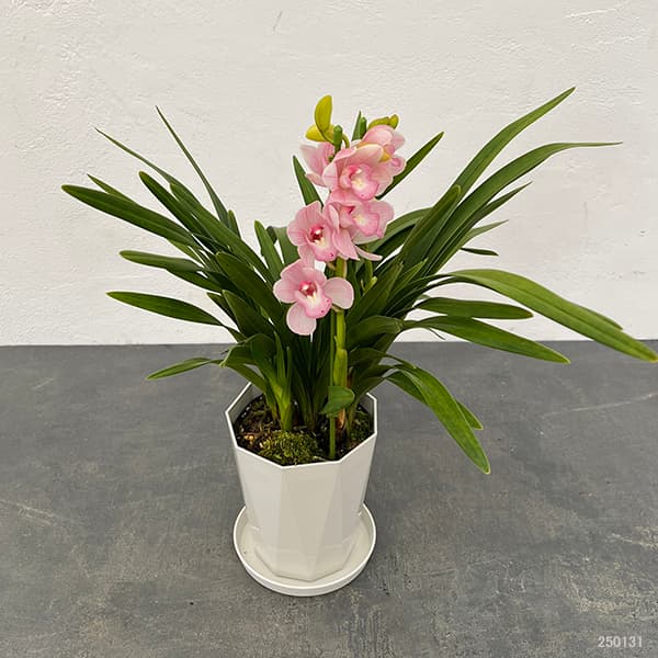 テーブルシンビジウム:森の精 永遠(とわ)2本立ち 5号鉢植え(皿付き)