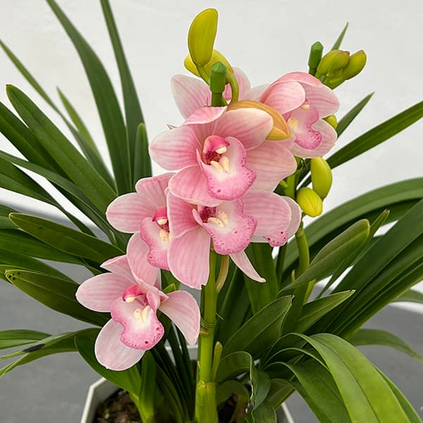 テーブルシンビジウム:森の精 永遠(とわ)2本立ち 5号鉢植え(皿付き)