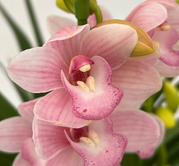 テーブルシンビジウム:森の精 永遠(とわ)2本立ち 5号鉢植え(皿付き)