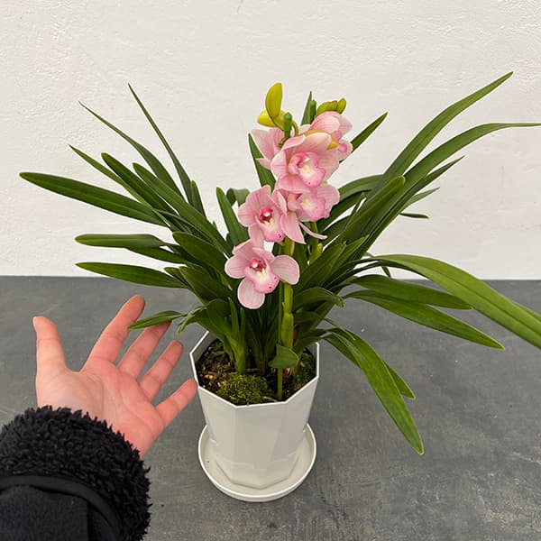 テーブルシンビジウム:森の精 永遠(とわ)2本立ち 5号鉢植え(皿付き)