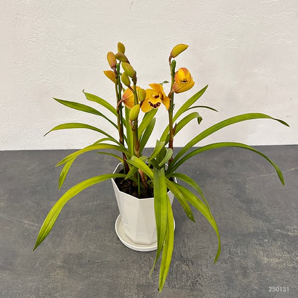 テーブルシンビジウム:ひかる2本立ち 5号鉢植え(皿付き)
