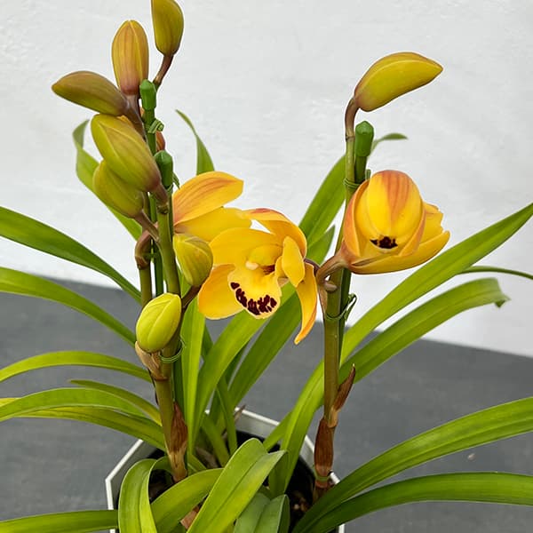 テーブルシンビジウム:ひかる2本立ち 5号鉢植え(皿付き)