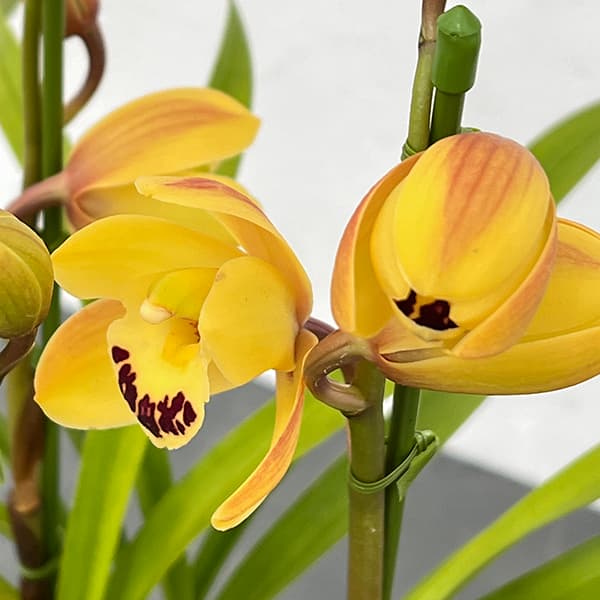 テーブルシンビジウム:ひかる2本立ち 5号鉢植え(皿付き)