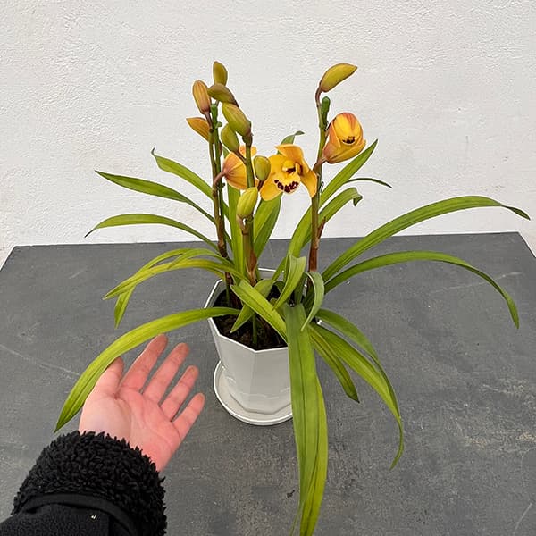 テーブルシンビジウム:ひかる2本立ち 5号鉢植え(皿付き)