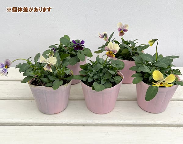 ビオラ：恋文（こいぶみ）3.5号ポット