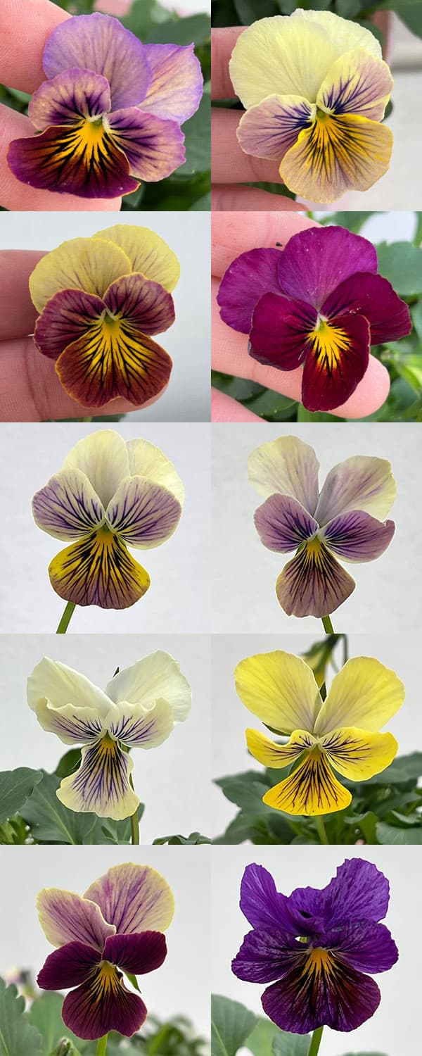 ビオラ：恋文（こいぶみ）3.5号ポット