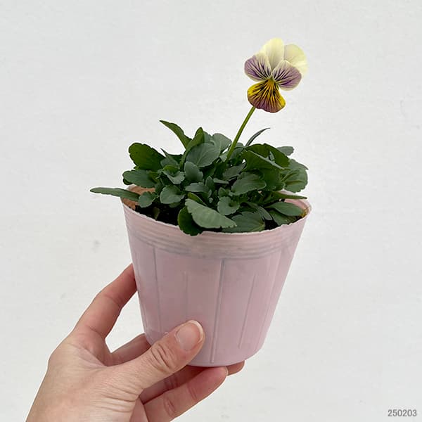 ビオラ：恋文（こいぶみ）3.5号ポット