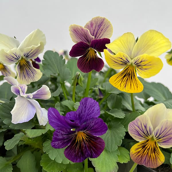 ビオラ：恋文（こいぶみ）3.5号ポット