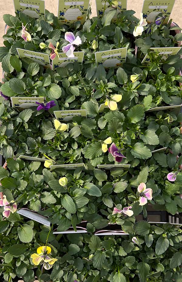 ビオラ：恋文（こいぶみ）3.5号ポット