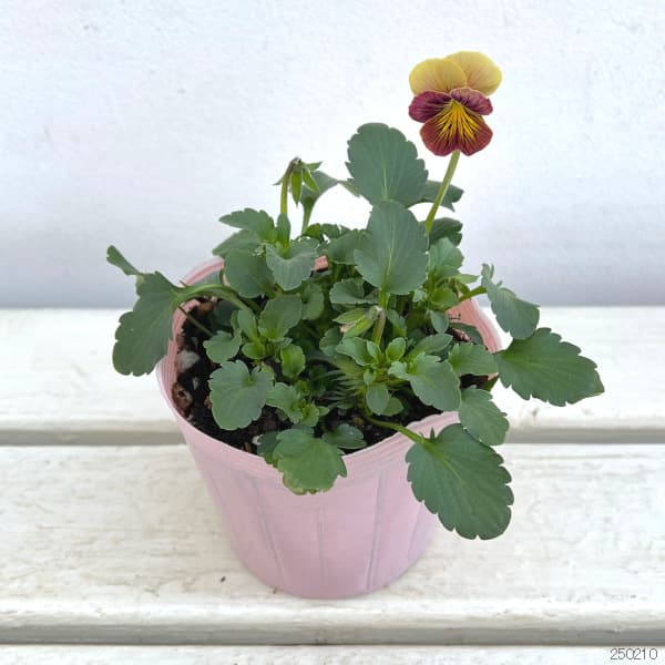 ビオラ：恋文（こいぶみ）3.5号ポット