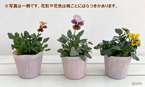 ビオラ：恋文（こいぶみ）3.5号ポット