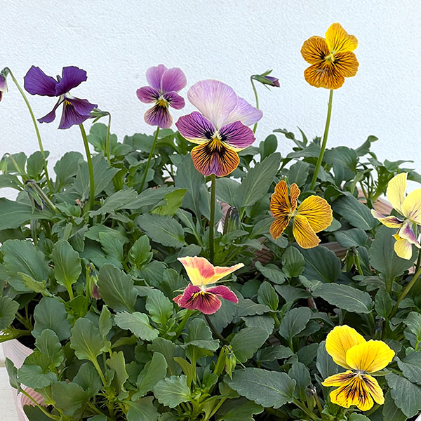 ビオラ：恋文（こいぶみ）3.5号ポット