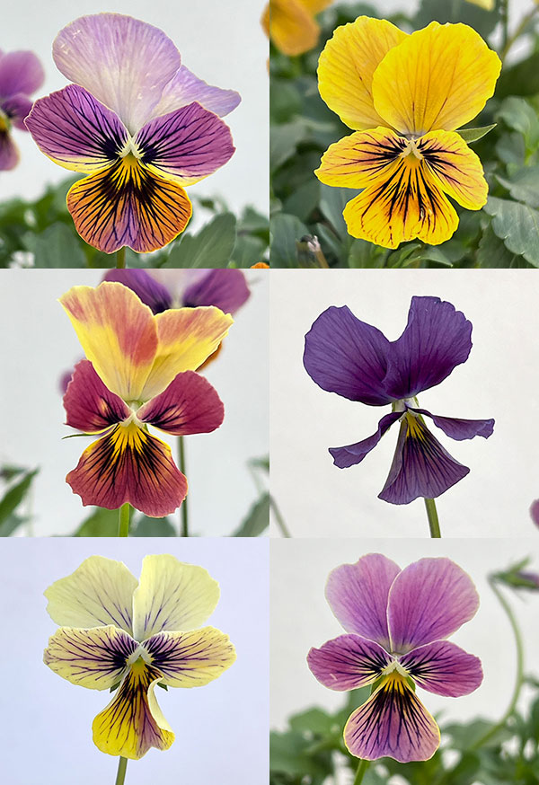 ビオラ：恋文（こいぶみ）3.5号ポット