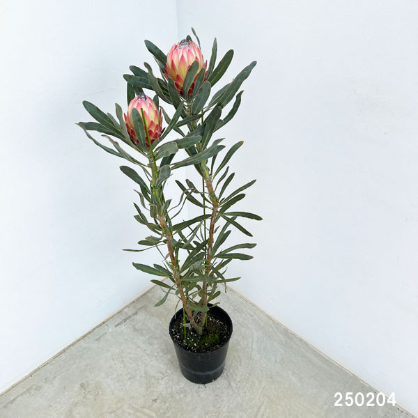 園芸ネット本店｜プロテア：ポッサムマジック 7号鉢植え（2F）* の